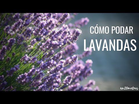 ¿Cuándo podar la lavanda? - Guía de poda para un crecimiento saludable