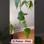 Plantas purificadoras de aire para dormitorios: mejora tu calidad de vida