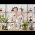 Muerte por dormir con plantas: ¡Evita este peligroso hábito ahora mismo!