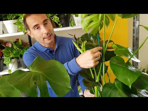 La costilla de Adán: Todo lo que debes saber sobre esta planta