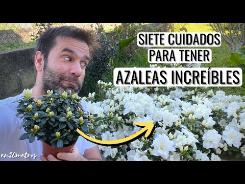 Guía para cuidar la planta azalea.