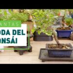 Guía práctica para podar un bonsái ficus