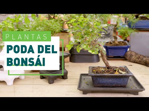 Guía práctica para podar un bonsái ficus