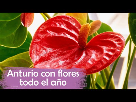 Cuidados del anturio en maceta: Tips y recomendaciones