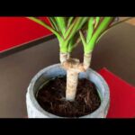 Cuidados para la Dracaena Marginata: Solución para Puntas Secas.