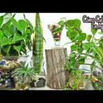 Plantas en agua: Cómo cultivarlas fácilmente en casa