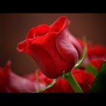 Flor con frases de amor: el regalo perfecto para enamorar