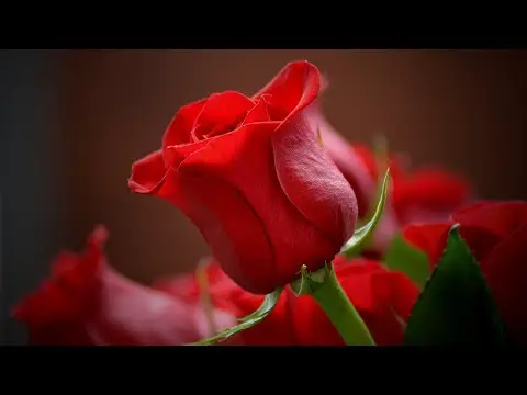 Flor con frases de amor: el regalo perfecto para enamorar