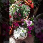 Plantas de verano con flores: colores y aromas para tu jardín