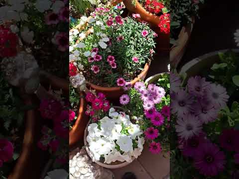 Plantas de verano con flores: colores y aromas para tu jardín