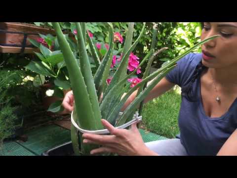 Cómo cuidar un Aloe Vera: Consejos prácticos.