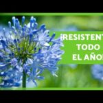 Resistentes flores de invierno para exterior: ¡adorna tu jardín!