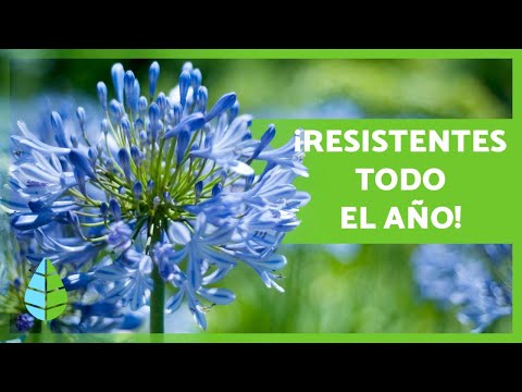 Resistentes flores de invierno para exterior: ¡adorna tu jardín!