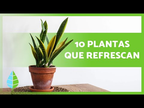 10 plantas refrescantes para tu hogar