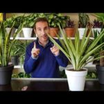 Bajos con jardín en Madrid: Encuentra tu hogar ideal
