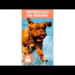 Piscina para perros en Barcelona: refresca a tu mascota en verano