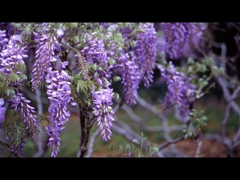Plantas trepadoras con flores fragantes: Guía de variedades y cuidados