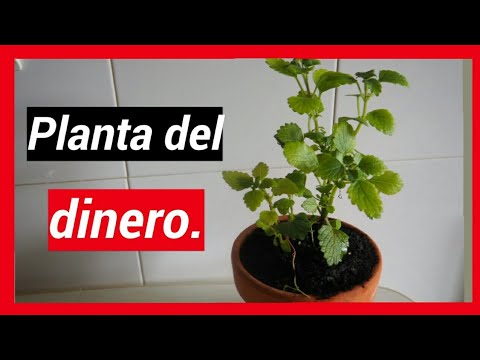 Fotos de enfermedades comunes en la planta del dinero