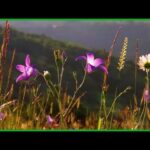 El libro de las flores: Descubre todo sobre su cuidado y belleza