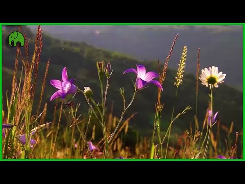 El libro de las flores: Descubre todo sobre su cuidado y belleza