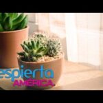 ¿Los cactus dan mala suerte? Descubre la verdad aquí