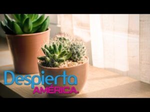 ¿Los cactus dan mala suerte? Descubre la verdad aquí