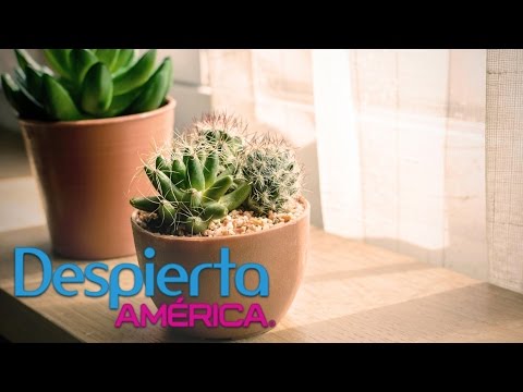 ¿Los cactus dan mala suerte? Descubre la verdad aquí