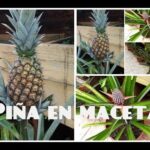 Planta de piña en maceta: Cuidados y consejos para su cultivo en casa