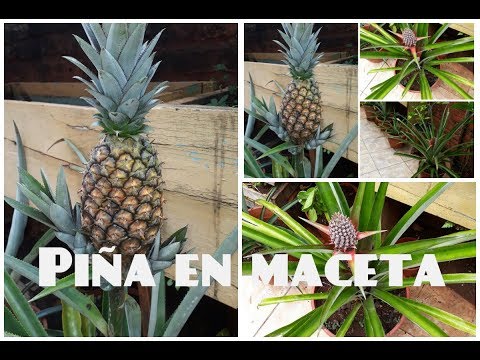 Planta de piña en maceta: Cuidados y consejos para su cultivo en casa