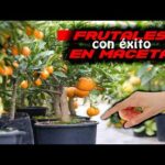 Árboles frutales fáciles de cuidar: guía completa