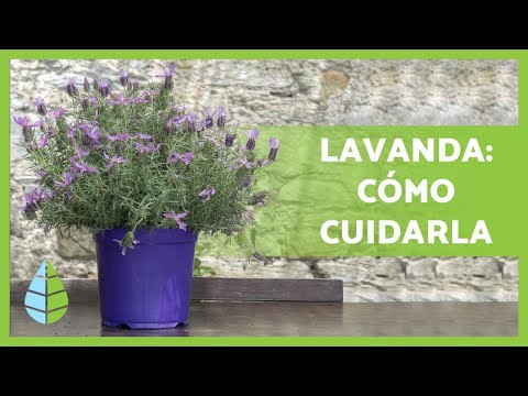 Planta de Lavanda: Cómo Cuidarla Tanto en Interiores como en Exteriores