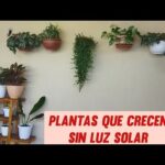 Plantas de interior que no requieren luz solar