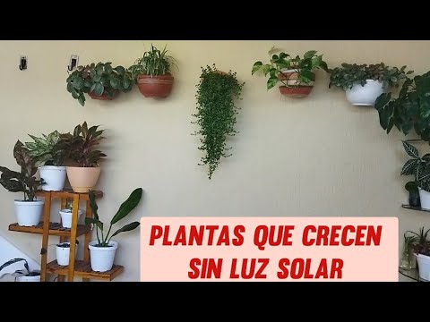 Plantas de interior que no requieren luz solar