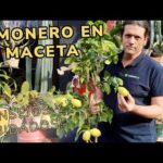 Cuidados del limonero en maceta: Consejos prácticos.