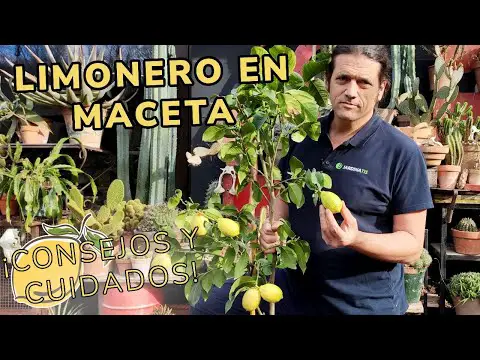 Cuidados del limonero en maceta: Consejos prácticos.