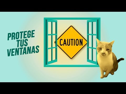 Protectores de ventanas para gatos: ¡Mantén a tus mascotas seguras!