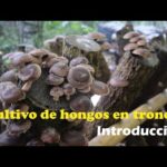 Hongos en troncos: Cómo prevenir su propagación