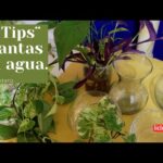 Plantas de Interior en Agua: Guía Completa para su Cuidado