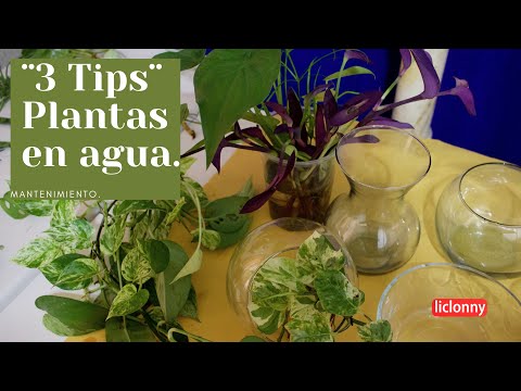 Plantas de Interior en Agua: Guía Completa para su Cuidado