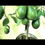 Aprende a cultivar aguacate en casa: Guía para plantas de interior y exterior
