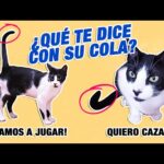 ¿Por qué mi gato mueve la cola? Descubre las posibles razones