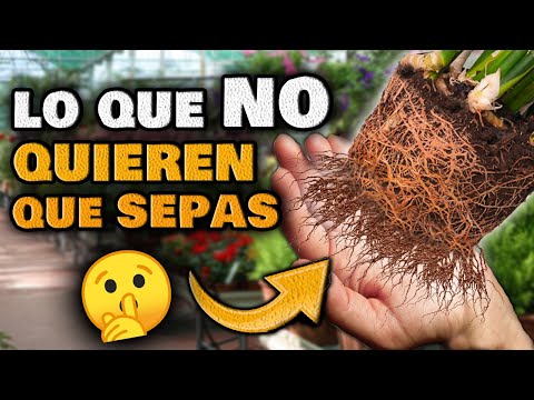 Viveros de plantas en Madrid: la mejor selección de plantas para tu hogar