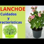 Cuidados de la planta Kalanchoe: Interior y exterior