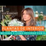 Soportes para plantas de aire: ideas creativas y prácticas para decorar tu hogar.