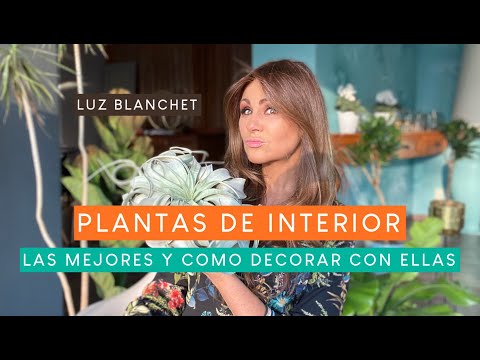 Soportes para plantas de aire: ideas creativas y prácticas para decorar tu hogar.