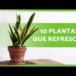 Plantas que refrescan: cómo las plantas pueden absorber el calor en casa