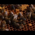 Descubre el nombre alternativo del panal de abejas