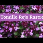 Tomillo Rojo Rastrero: La Alternativa Perfecta al Césped