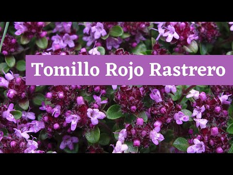 Tomillo Rojo Rastrero: La Alternativa Perfecta al Césped