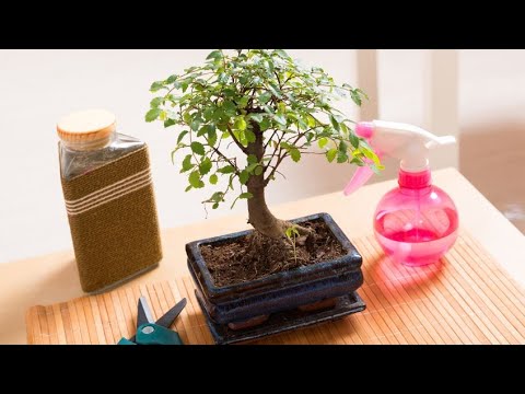 Cómo cuidar un bonsái: Consejos básicos y útiles